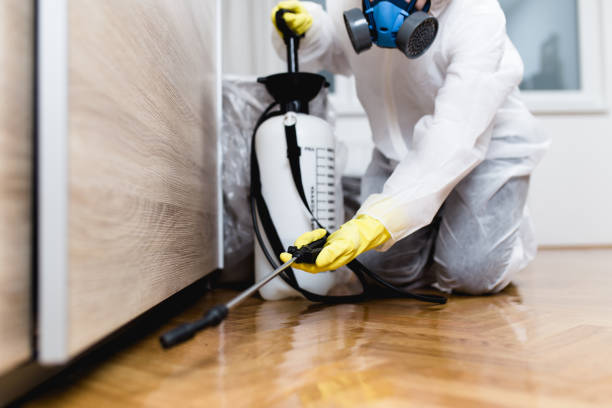 Best Wasp Removal Services  in Indian Rocks Beach, FL