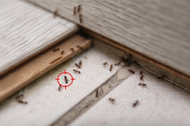 Best Bed Bug Extermination  in Indian Rocks Beach, FL