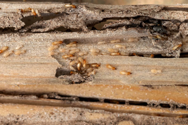 Best Affordable Pest Control Services  in Indian Rocks Beach, FL