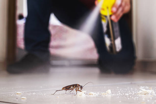 Best Termite Control Services  in Indian Rocks Beach, FL