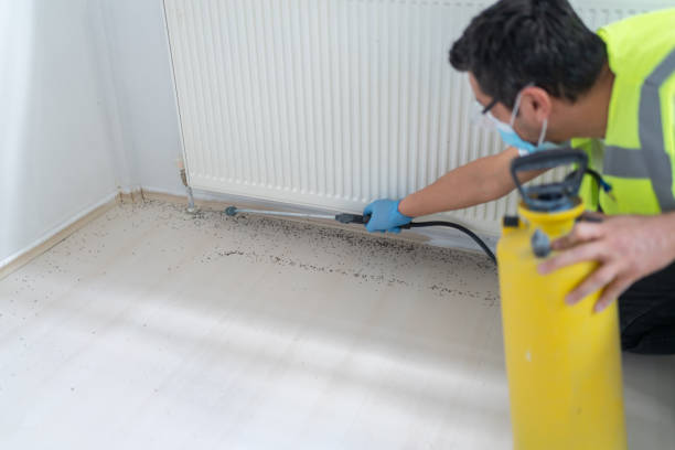Best Affordable Pest Control Services  in Indian Rocks Beach, FL
