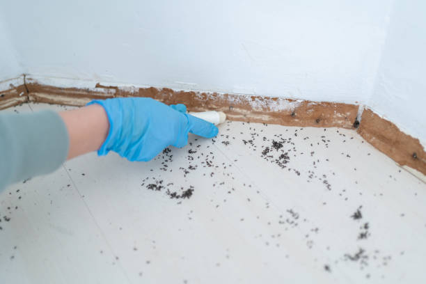 Pest Control for Restaurants in Indian Rocks Beach, FL